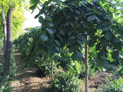 怎么區分大葉垂榆和長枝榆