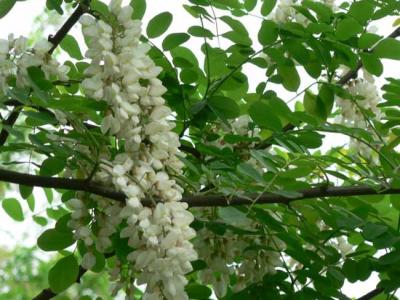 刺槐樹(shù)市場(chǎng)價(jià)格是多少？