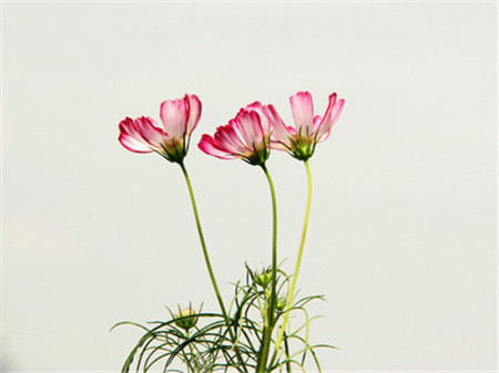 格桑花科普時(shí)間：波斯菊可以是！