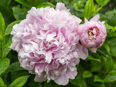 芍藥的功效與作用？