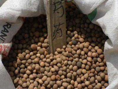 芍藥種子怎么種植？