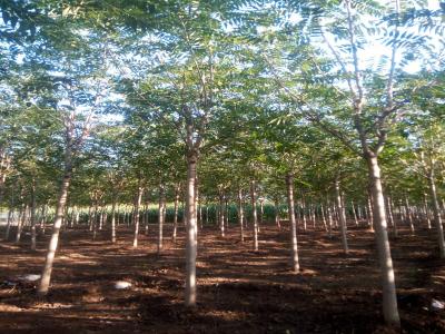 千頭椿和臭椿有什么區(qū)別？