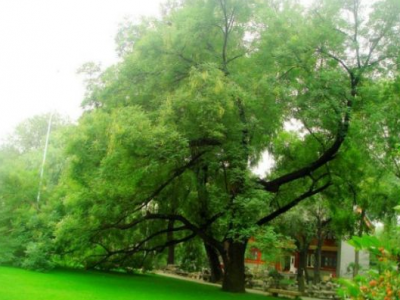 種植國槐的整體利用價(jià)值有哪些？