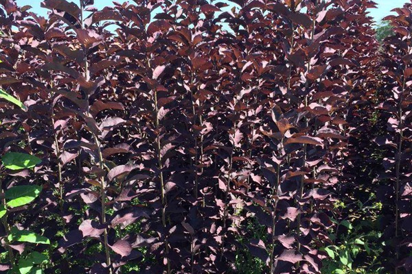 觀賞價值的紫葉李，應(yīng)該如何養(yǎng)護(hù)