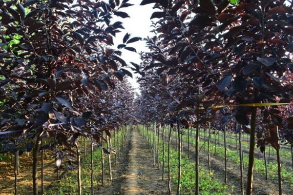 觀賞價值的紫葉李，應(yīng)該如何養(yǎng)護(hù)