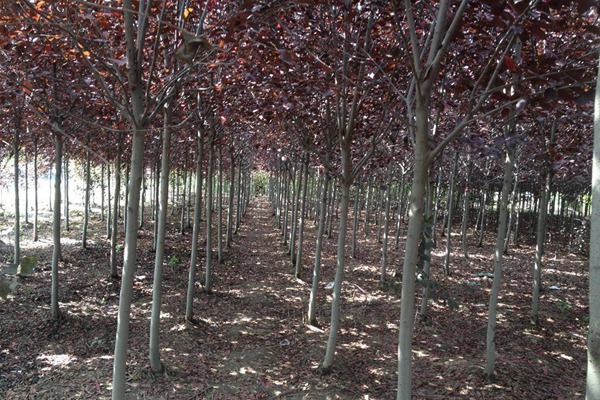 觀賞價值的紫葉李，應(yīng)該如何養(yǎng)護(hù)