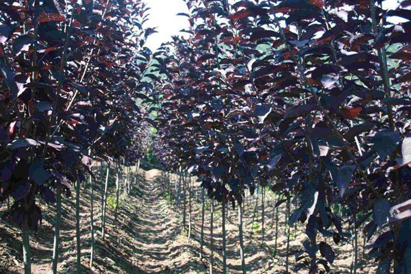 觀賞價值的紫葉李，應(yīng)該如何養(yǎng)護(hù)