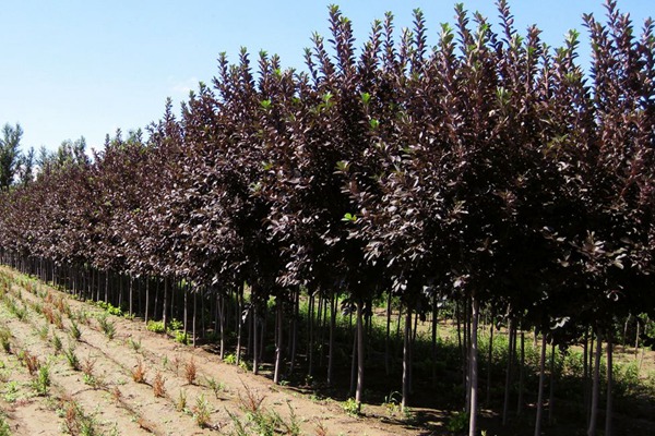 觀賞價值的紫葉李，應(yīng)該如何養(yǎng)護(hù)