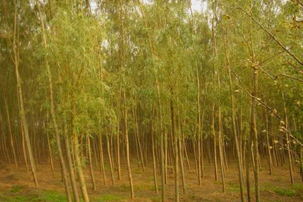 8公分金絲垂柳的市場(chǎng)價(jià)格