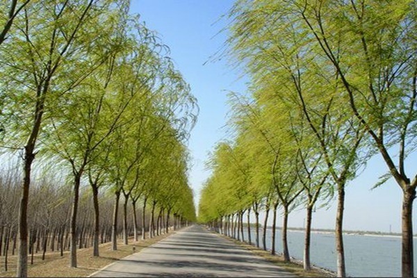 8公分金絲垂柳的市場(chǎng)價(jià)格