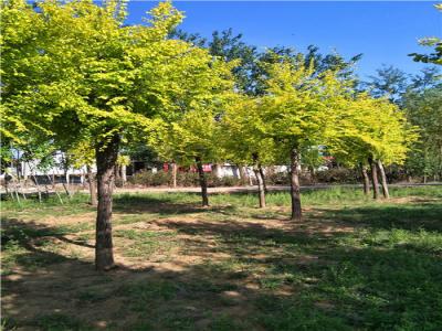 為什么金葉榆樹苗價(jià)格暴跌？