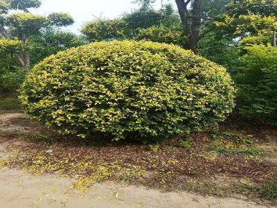 金葉榆產(chǎn)地是哪里？