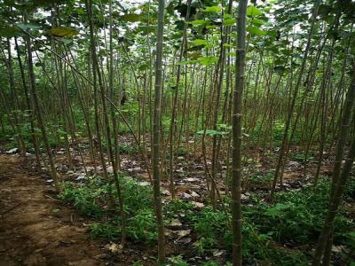 楊樹的特點(diǎn)有哪些？看完就懂了！