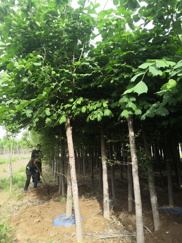 全面了解2019年裂葉榆市場(chǎng)價(jià)格多少錢