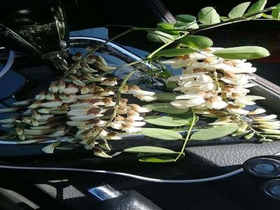 洋槐（刺槐）的花語(yǔ)是什么？