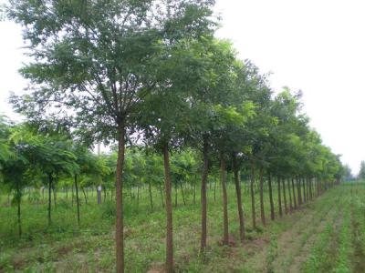 國槐和洋槐二者有什么明顯的區別？