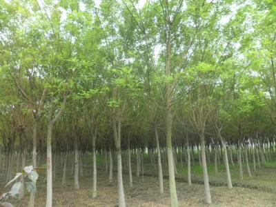 國槐的效果和價值有哪些？