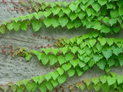 爬山虎幾月份移栽