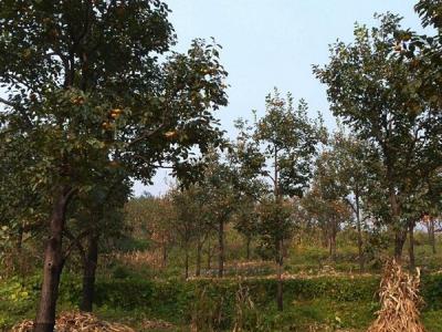 柿子樹(shù)的小苗應(yīng)該在哪里購(gòu)買(mǎi)？