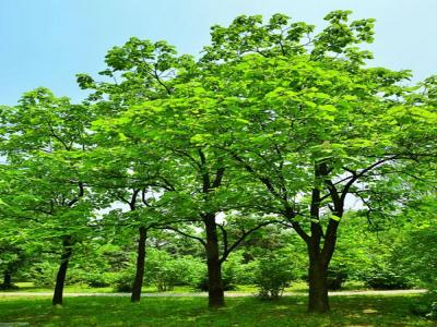 梓樹小苗去哪兒購買？