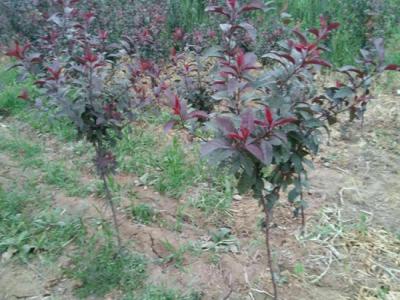 10公分紫葉矮櫻小苗價格是多少，去哪買