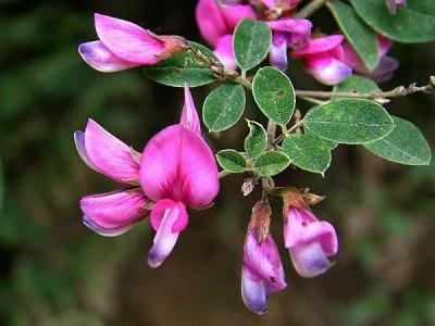 胡枝子的花語(yǔ)是什么？