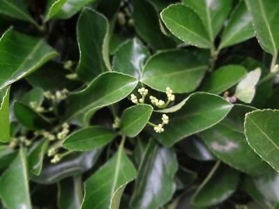 大葉黃楊有幾種，如何分類 ?