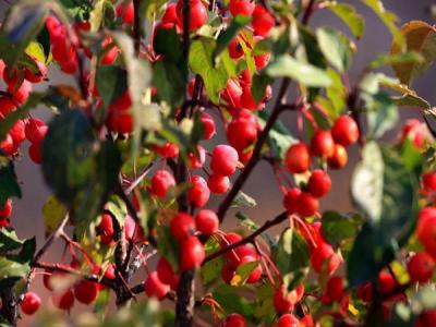 冬紅果海棠種植養(yǎng)護注意事項