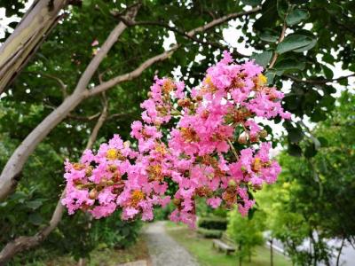 常見的紫薇全身都是寶，這些藥用價值你知道嗎 ？