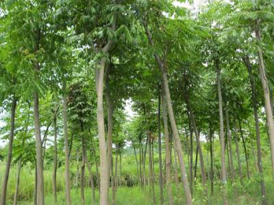 欒樹(shù)樹(shù)苗哪里賣(mài)的便宜