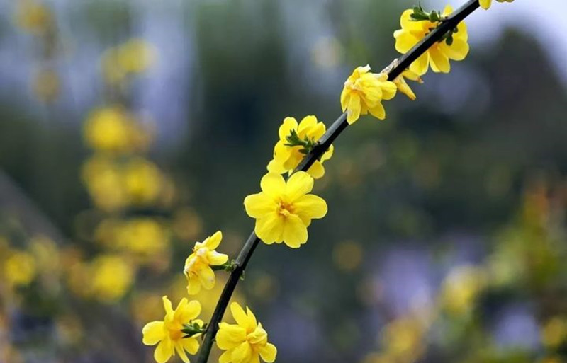 迎春花和連翹花有什么區(qū)別？