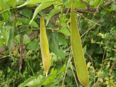 皂角的作用功效有哪些？