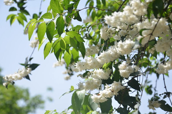 大花溲疏樹(shù)