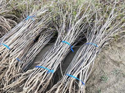 黃櫨小苗什么時候移栽好，黃櫨小苗最佳移栽時間