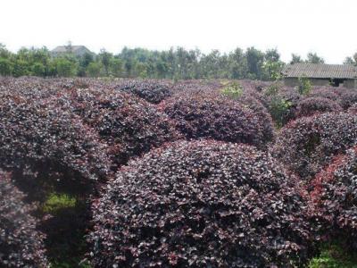 紅花檵木價格，紅花檵木價格是多少