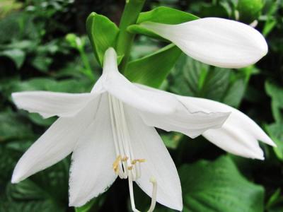 玉簪花可以放室內養嗎