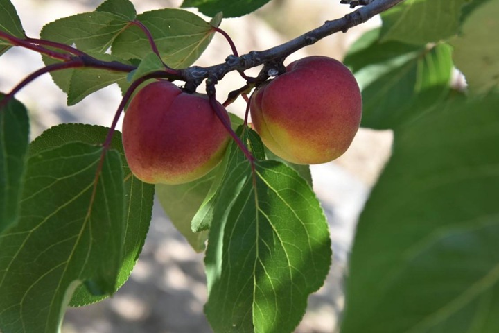 紅梅樹結(jié)果嗎,紅梅樹果實可以吃嗎