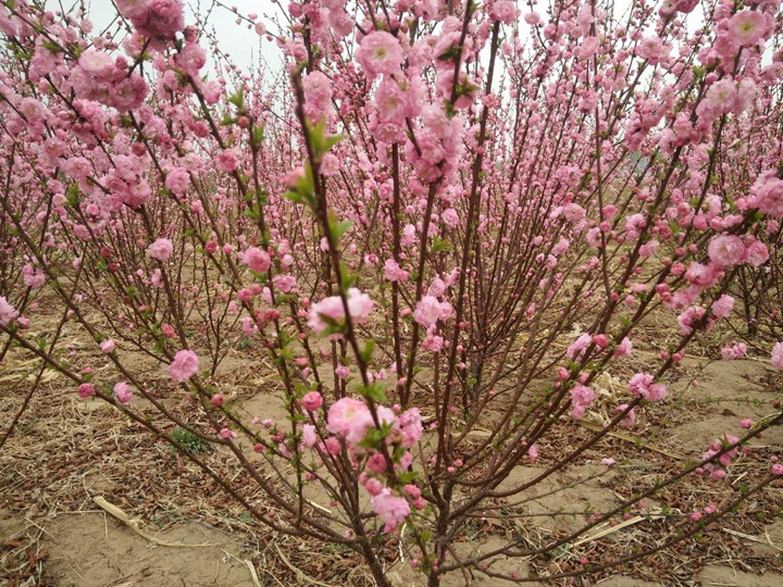 榆葉梅花期多長(zhǎng)時(shí)間