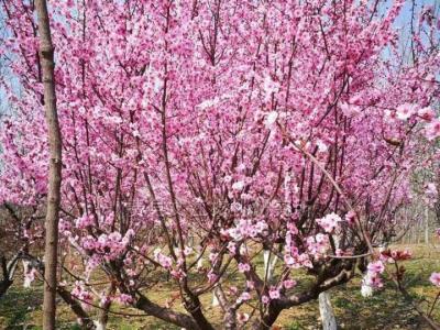 紅葉美人梅幾年開花，能開多久