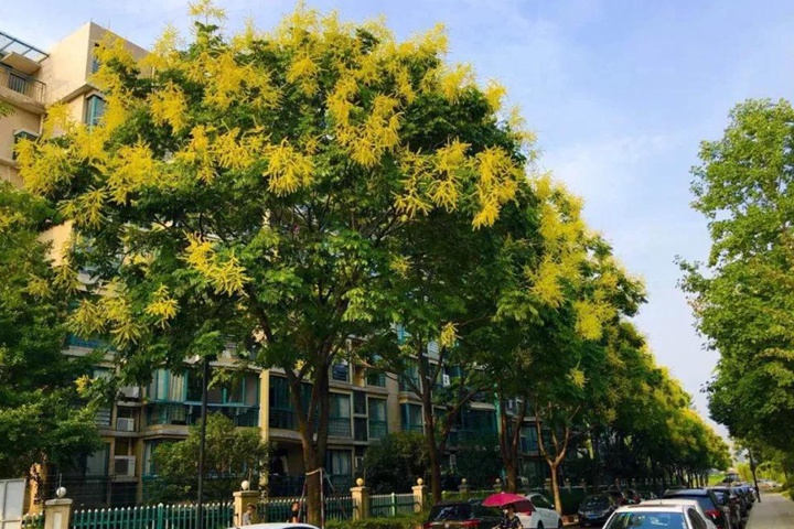 黃山欒樹什么時候修剪最好