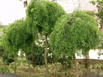 倒栽槐和龍爪槐的區別