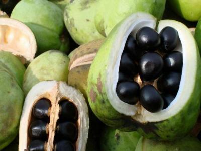 文冠果種子多久發芽