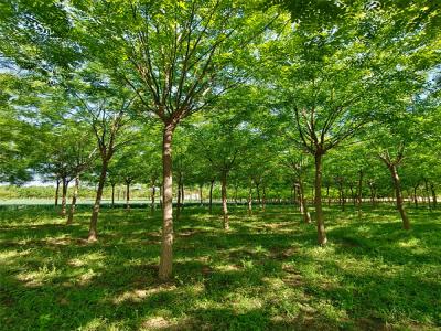 國槐樹：城市園林綠化的優(yōu)選樹種