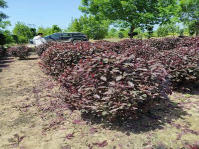 紅葉李球種植栽培養(yǎng)護(hù)相關(guān)標(biāo)題(博野免費(fèi)苗木報(bào)價(jià))