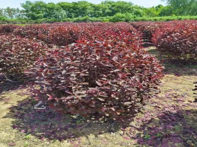 紅葉李球在小區(qū)景觀中的巧妙運(yùn)用(藁城免費(fèi)苗木報(bào)價(jià))