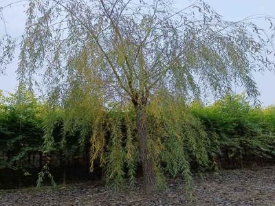 金絲垂柳在園林綠化中自然與藝術(shù)的雙重體現(xiàn)_最新苗木行情價格免費(fèi)報價