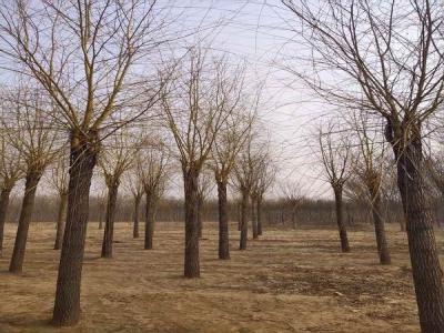 金絲垂柳為城市園林中的璀璨明珠，彰顯其獨(dú)特價值_最新苗木行情價格免費(fèi)報價