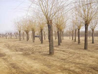 金絲垂柳的生態(tài)習(xí)性有哪些_最新苗木行情價格免費(fèi)報價