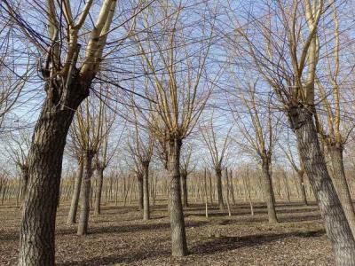 金絲垂柳生長環(huán)境監(jiān)測與調(diào)控_最新苗木行情價格免費(fèi)報價