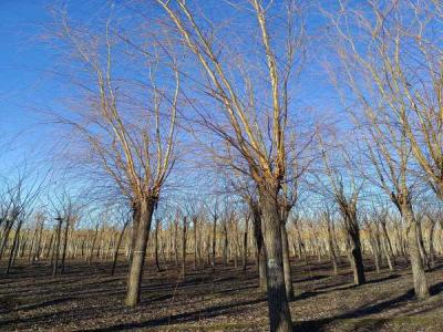 金絲垂柳在城市綠化中的應(yīng)用與養(yǎng)護(hù)_最新苗木行情價格免費(fèi)報價